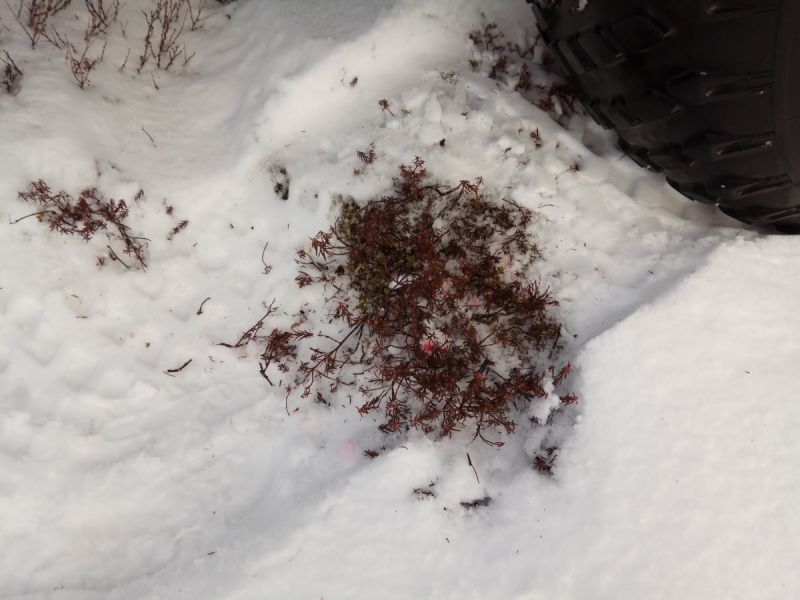 Север. Стынет кровь. Печора, Талый, Каджеро́м, Усть-Лыжы, Паш-Шор, Юрьяха. Без прикрас. 2017окт.