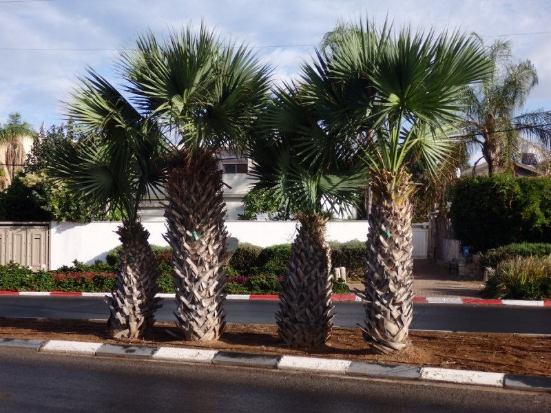 На курсах в Израиле в середине осени (Тель-Авив - Яффо, Герцлия, Иерусалим)