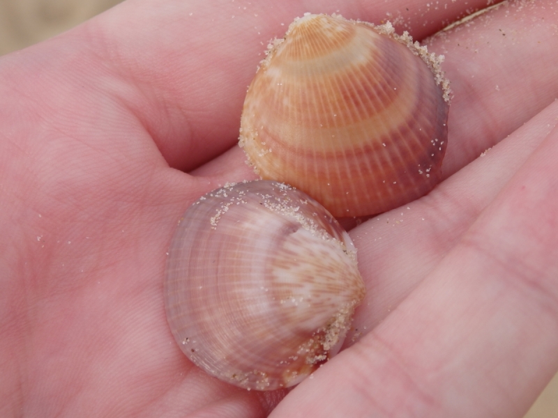 На курсах в Израиле в середине осени (Тель-Авив - Яффо, Герцлия, Иерусалим)