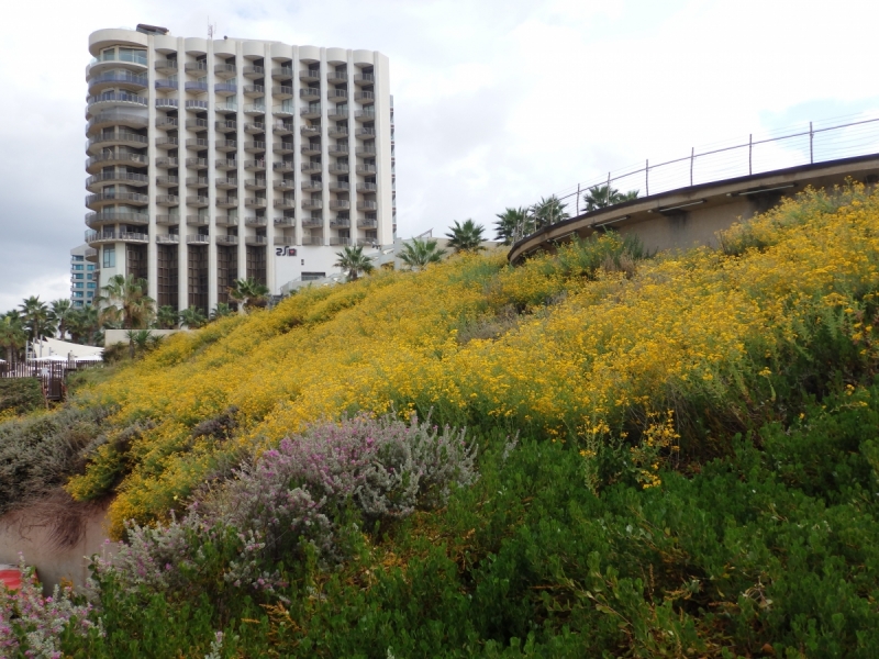 На курсах в Израиле в середине осени (Тель-Авив - Яффо, Герцлия, Иерусалим)
