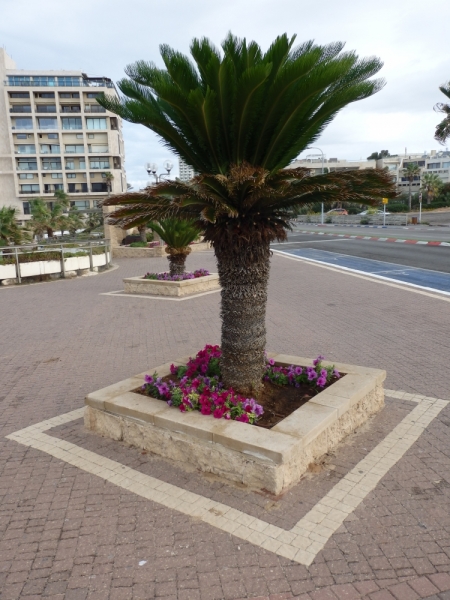 На курсах в Израиле в середине осени (Тель-Авив - Яффо, Герцлия, Иерусалим)