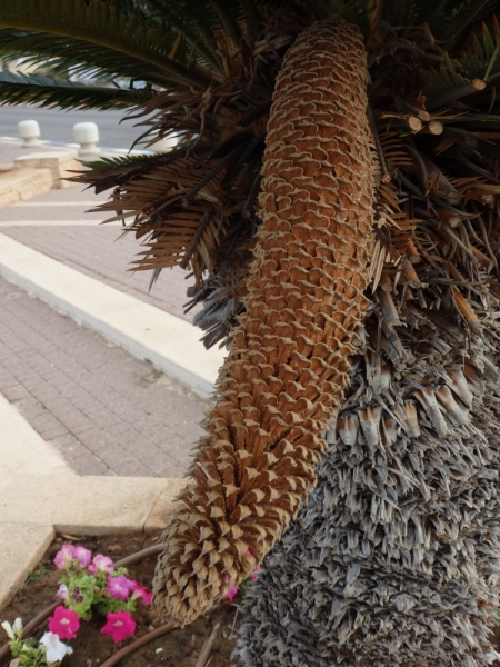 На курсах в Израиле в середине осени (Тель-Авив - Яффо, Герцлия, Иерусалим)