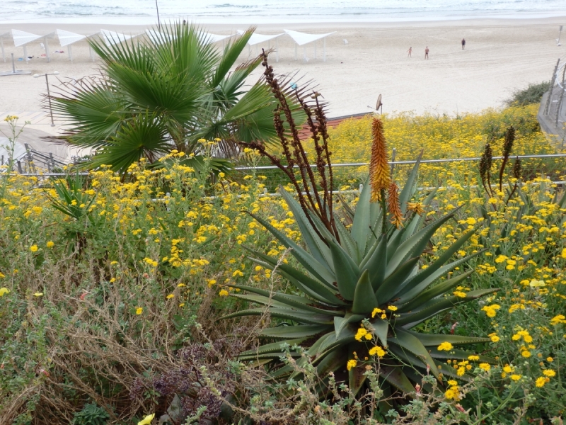 На курсах в Израиле в середине осени (Тель-Авив - Яффо, Герцлия, Иерусалим)