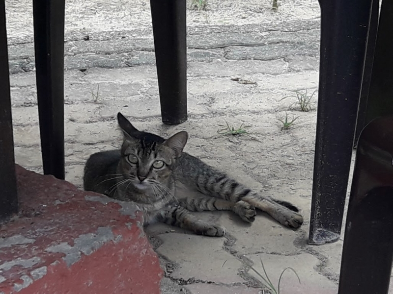 Кошки в нашей жизни. Кошки и все, что с ними связано.