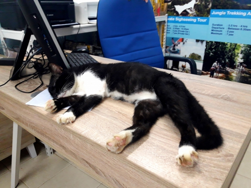 Кошки в нашей жизни. Кошки и все, что с ними связано.