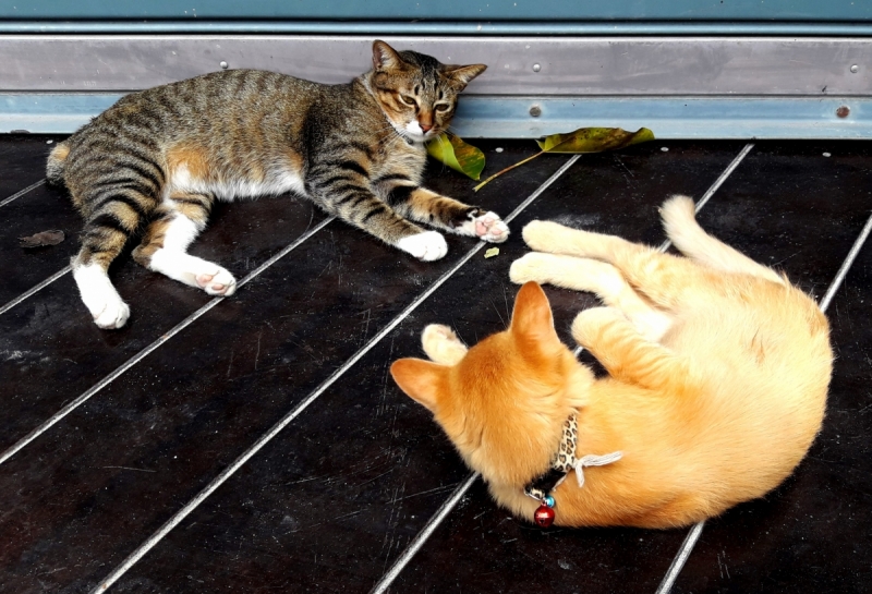 Кошки в нашей жизни. Кошки и все, что с ними связано.