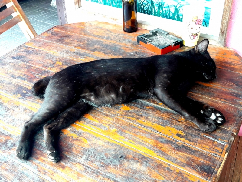 Кошки в нашей жизни. Кошки и все, что с ними связано.