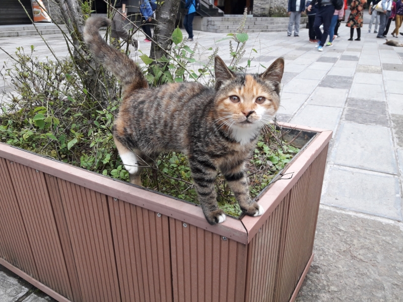 Кошки в нашей жизни. Кошки и все, что с ними связано.