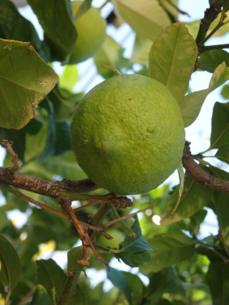 На курсах в Израиле в середине осени (Тель-Авив - Яффо, Герцлия, Иерусалим)