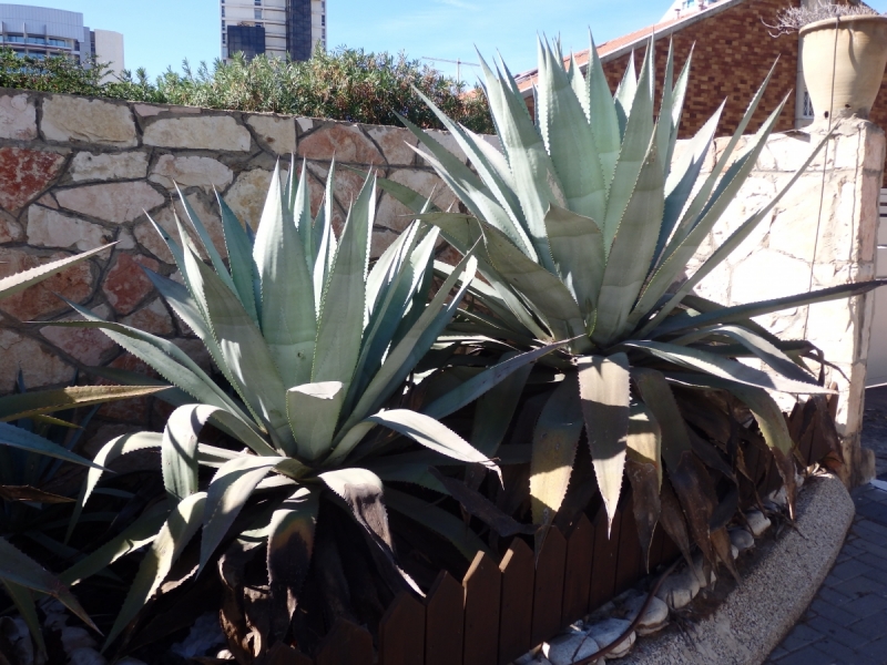 На курсах в Израиле в середине осени (Тель-Авив - Яффо, Герцлия, Иерусалим)