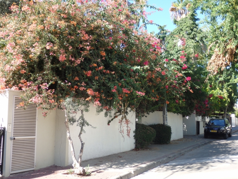 На курсах в Израиле в середине осени (Тель-Авив - Яффо, Герцлия, Иерусалим)