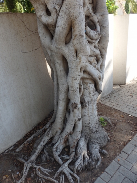 На курсах в Израиле в середине осени (Тель-Авив - Яффо, Герцлия, Иерусалим)