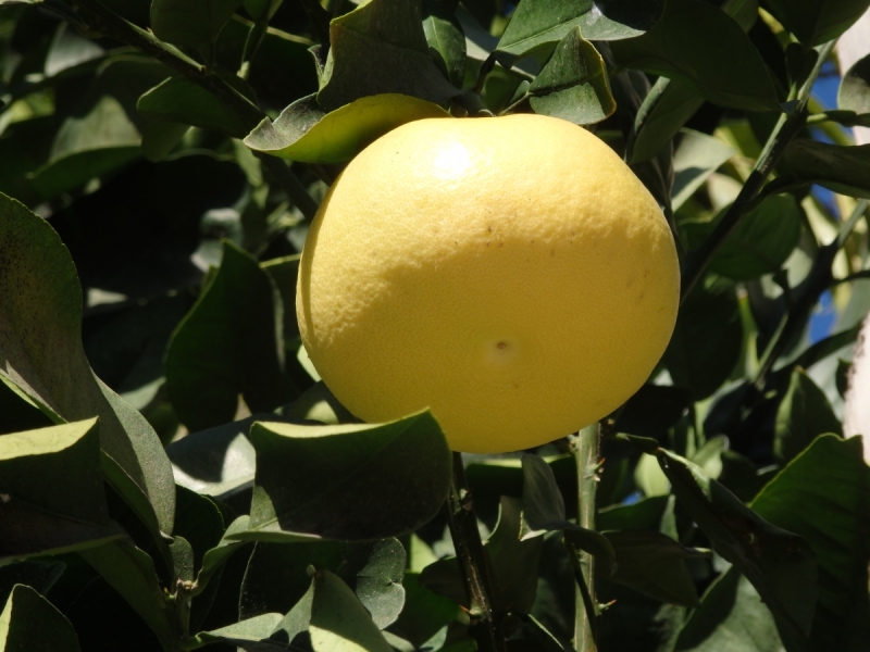 На курсах в Израиле в середине осени (Тель-Авив - Яффо, Герцлия, Иерусалим)