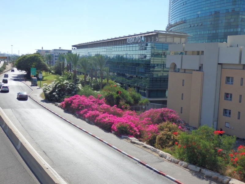 На курсах в Израиле в середине осени (Тель-Авив - Яффо, Герцлия, Иерусалим)