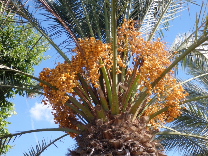 На курсах в Израиле в середине осени (Тель-Авив - Яффо, Герцлия, Иерусалим)