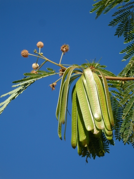 На курсах в Израиле в середине осени (Тель-Авив - Яффо, Герцлия, Иерусалим)