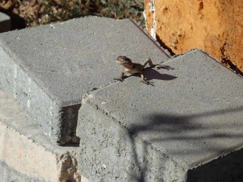 На курсах в Израиле в середине осени (Тель-Авив - Яффо, Герцлия, Иерусалим)