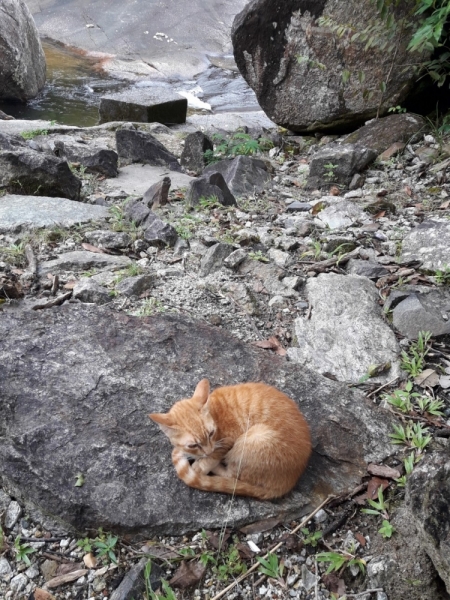 Кошки в нашей жизни. Кошки и все, что с ними связано.