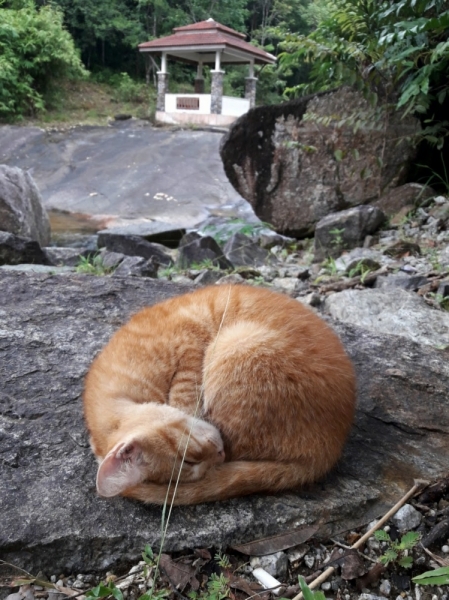 Кошки в нашей жизни. Кошки и все, что с ними связано.