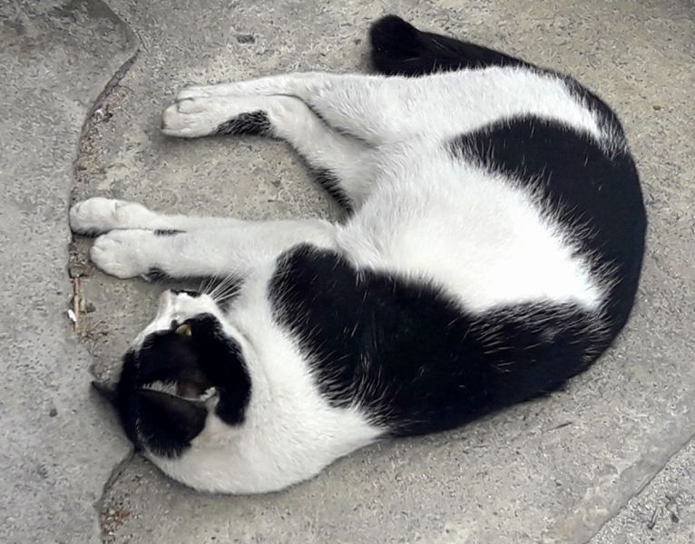 Кошки в нашей жизни. Кошки и все, что с ними связано.