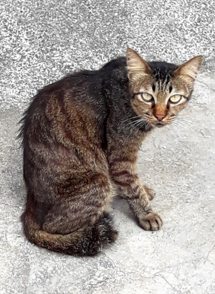 Кошки в нашей жизни. Кошки и все, что с ними связано.