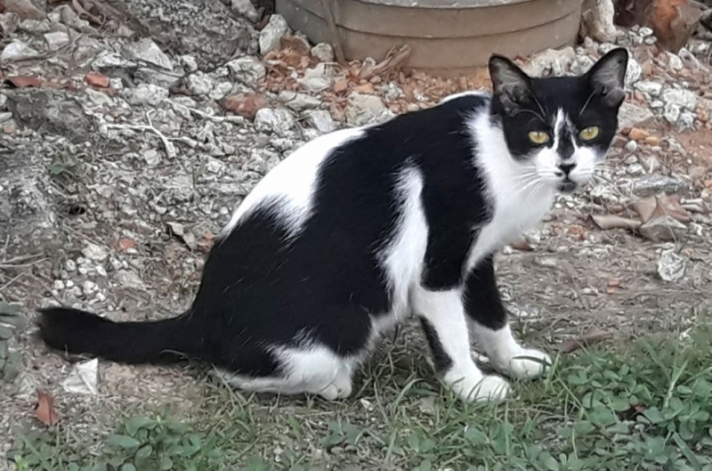 Кошки в нашей жизни. Кошки и все, что с ними связано.