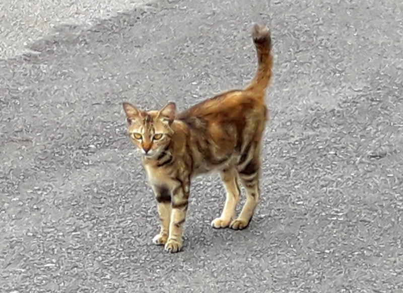 Кошки в нашей жизни. Кошки и все, что с ними связано.