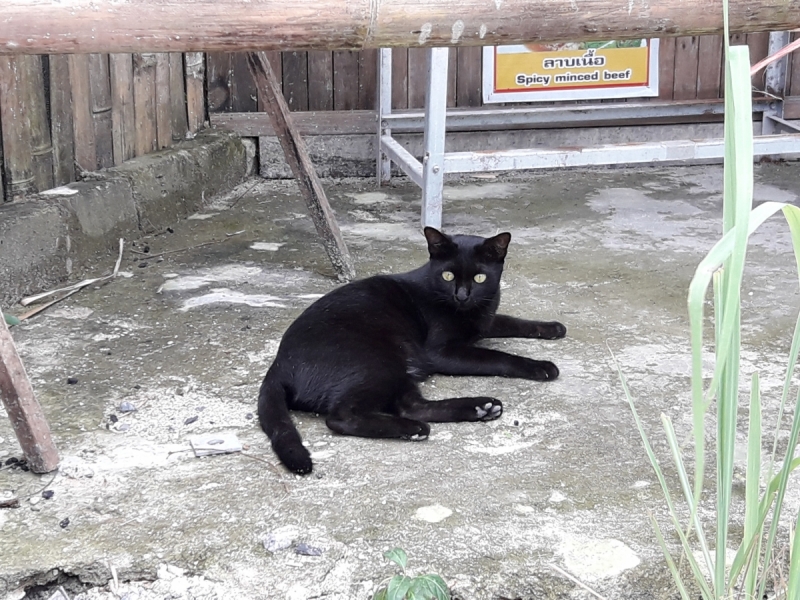 Кошки в нашей жизни. Кошки и все, что с ними связано.