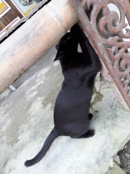 Кошки в нашей жизни. Кошки и все, что с ними связано.