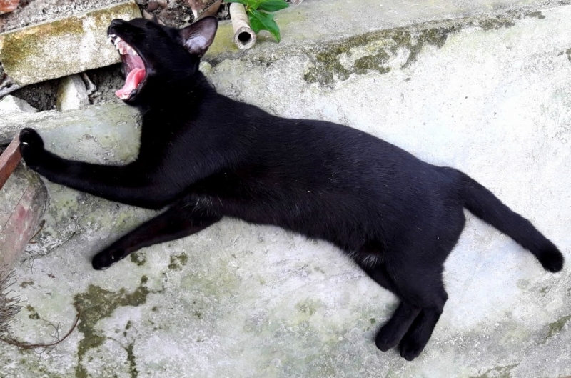 Кошки в нашей жизни. Кошки и все, что с ними связано.