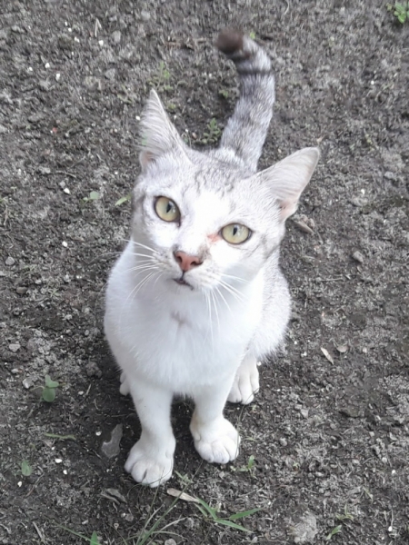 Кошки в нашей жизни. Кошки и все, что с ними связано.