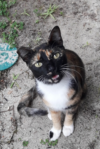 Кошки в нашей жизни. Кошки и все, что с ними связано.