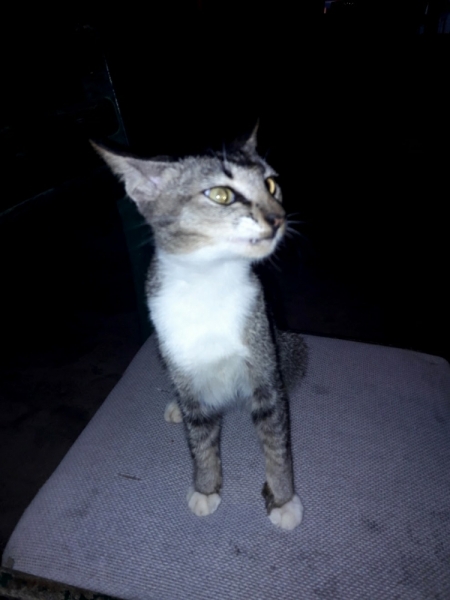 Кошки в нашей жизни. Кошки и все, что с ними связано.