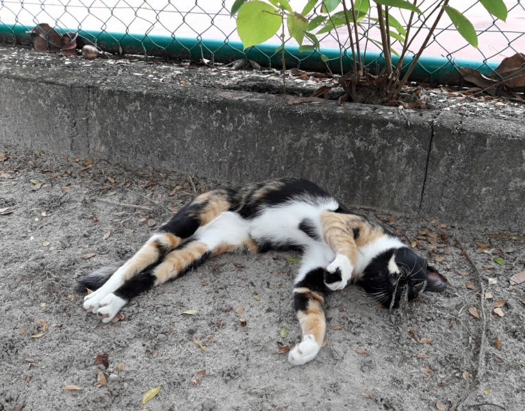 Кошки в нашей жизни. Кошки и все, что с ними связано.