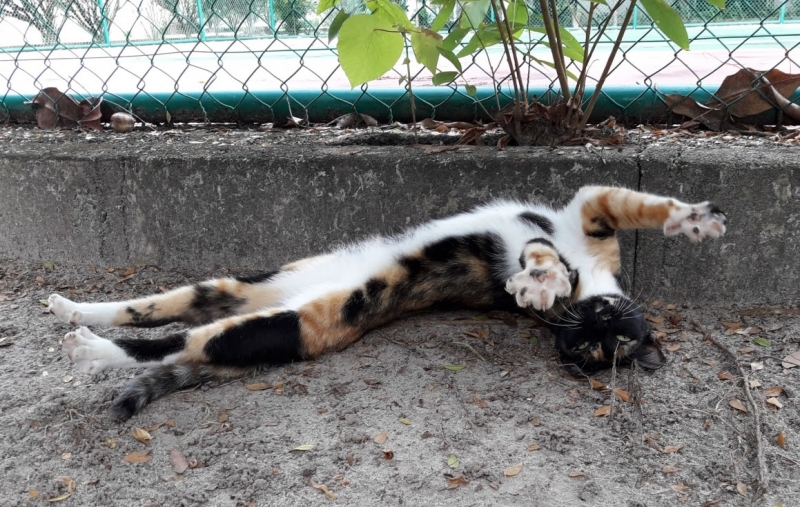 Кошки в нашей жизни. Кошки и все, что с ними связано.