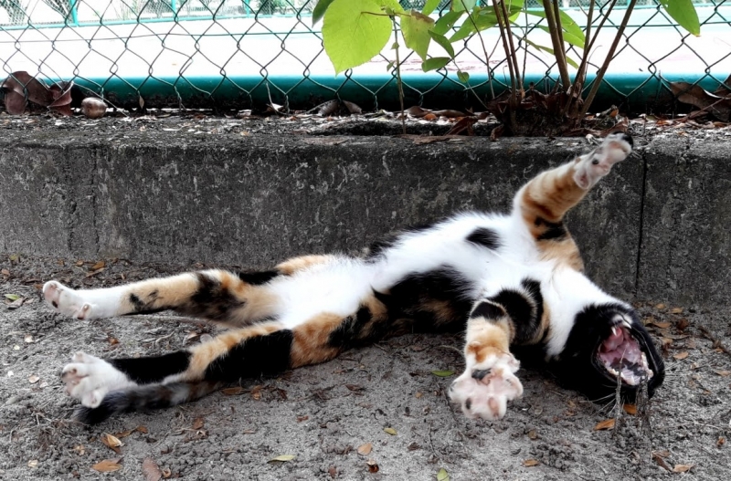 Кошки в нашей жизни. Кошки и все, что с ними связано.