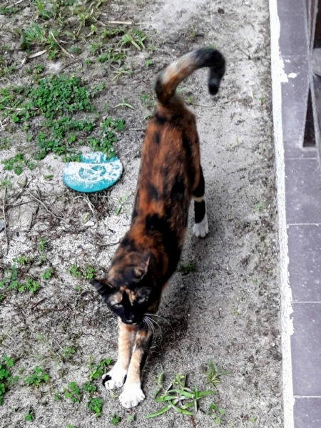 Кошки в нашей жизни. Кошки и все, что с ними связано.