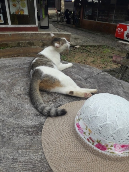 Кошки в нашей жизни. Кошки и все, что с ними связано.