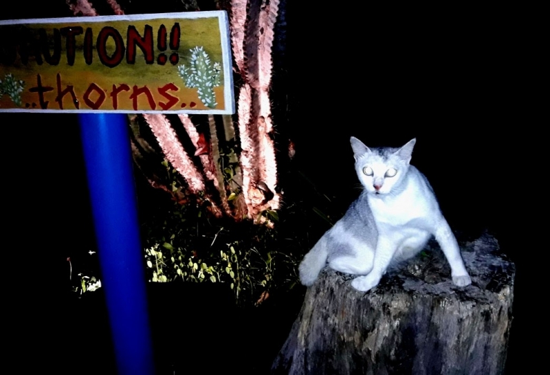 Кошки в нашей жизни. Кошки и все, что с ними связано.