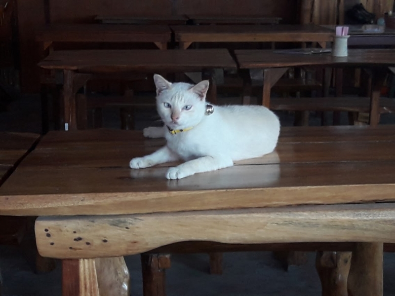 Кошки в нашей жизни. Кошки и все, что с ними связано.