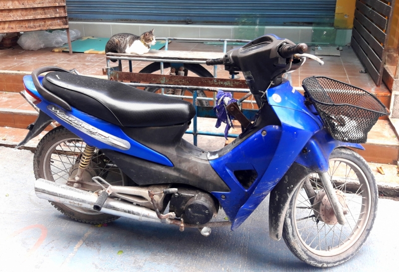 Кошки в нашей жизни. Кошки и все, что с ними связано.