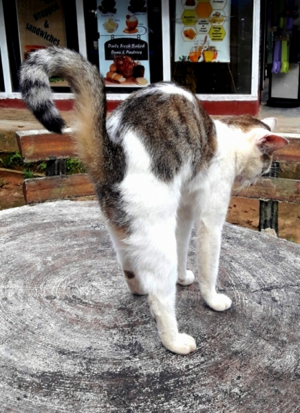 Кошки в нашей жизни. Кошки и все, что с ними связано.