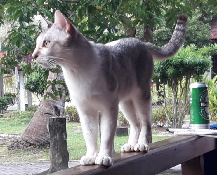 Кошки в нашей жизни. Кошки и все, что с ними связано.