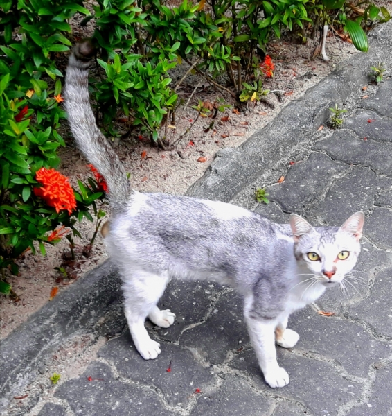 Кошки в нашей жизни. Кошки и все, что с ними связано.