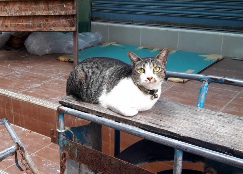 Кошки в нашей жизни. Кошки и все, что с ними связано.