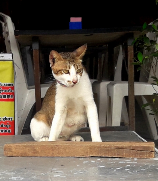 Кошки в нашей жизни. Кошки и все, что с ними связано.