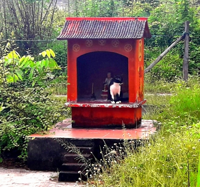 Кошки в нашей жизни. Кошки и все, что с ними связано.