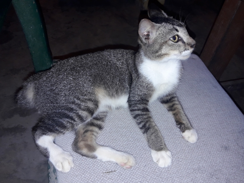 Кошки в нашей жизни. Кошки и все, что с ними связано.