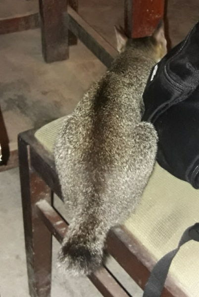 Кошки в нашей жизни. Кошки и все, что с ними связано.