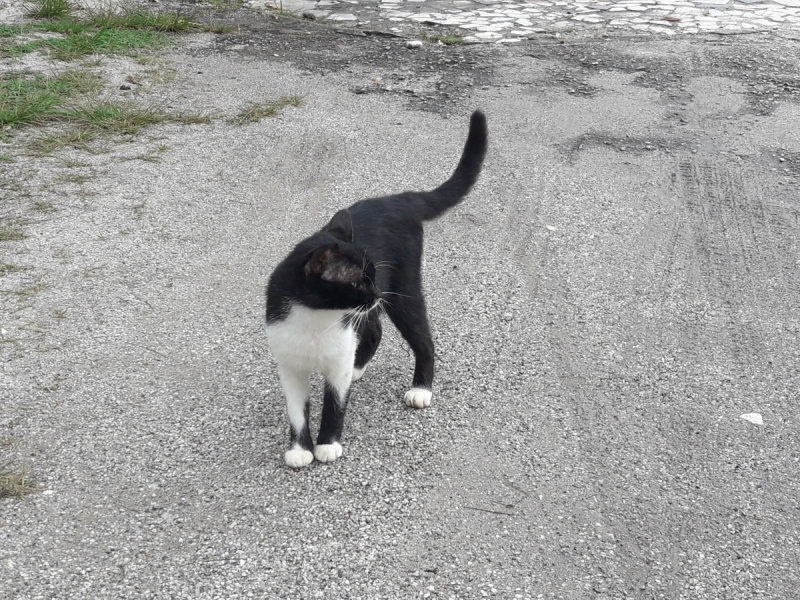 Кошки в нашей жизни. Кошки и все, что с ними связано.